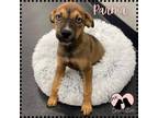 Adopt Parma a Brown/Chocolate - with Tan Boxer / Pit Bull Terrier / Mixed dog in