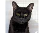 Adopt Nimbus a All Black Domestic Shorthair / Mixed cat in Pittsburgh