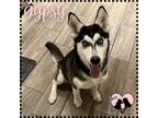 Adopt Gypsy a White - with Black Husky / Mixed dog in Gilbert, AZ (38936318)