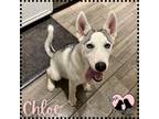 Adopt Chloe a White - with Gray or Silver Husky / Mixed dog in Gilbert