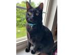 Adopt George a All Black American Shorthair / Mixed (short coat) cat in Ashburn