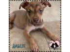 Adopt Amalfi a Brown/Chocolate - with Tan Boxer / Pit Bull Terrier / Mixed dog