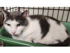 Adopt Magoo23 a Gray or Blue (Mostly) Domestic Shorthair (short coat) cat in
