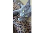 Adopt Sky Blue a Gray or Blue Russian Blue / Mixed cat in Madera, CA (38936122)