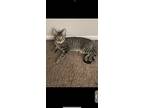 Adopt Chorky a Brown Tabby Tabby / Mixed (short coat) cat in Columbus