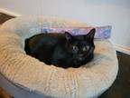 Adopt Spitfire a Domestic Shorthair cat in New York, NY (37471074)