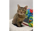 Adopt Wembley a Brown or Chocolate Domestic Shorthair / Domestic Shorthair /