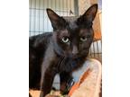 Adopt Monty20 a Black (Mostly) Domestic Shorthair (short coat) cat in Milwaukee