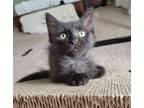 Adopt Bean a All Black Domestic Mediumhair (medium coat) cat in Mesa
