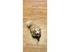 Adopt Konan a Tan/Yellow/Fawn - with White Pomeranian / Havanese / Mixed dog in