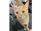 Adopt Marble Rye a Orange or Red Tabby Tabby / Mixed (medium coat) cat in New