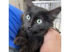 Adopt Ed a All Black Domestic Longhair / Mixed cat in Buffalo, WY (38936041)