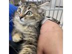 Adopt Willow a Gray or Blue Domestic Shorthair / Mixed cat in Buffalo
