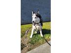 Adopt Hunter a Black - with White Husky / Mixed dog in Dublin, CA (38936020)