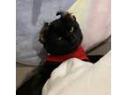 Adopt Ollie a All Black Domestic Shorthair / Mixed cat in Durham, NC (38930965)