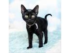 Adopt Lennard a All Black Domestic Shorthair / Mixed cat in Durham