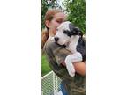 Adopt Badger a Black - with White American Staffordshire Terrier / American