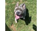 Adopt Kompton a Gray/Silver/Salt & Pepper - with Black Pit Bull Terrier / Mixed