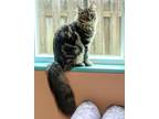 Adopt Creature a Brown Tabby Domestic Longhair / Mixed (long coat) cat in