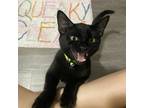 Adopt Clark a All Black Domestic Shorthair / Mixed cat in Durham, NC (38930966)