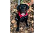 Adopt Peyton a Black Labrador Retriever / Mixed dog in Atlanta, GA (38935884)
