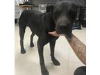 Adopt Panther a Black American Pit Bull Terrier / Mixed dog in Gulfport