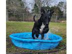 Adopt Ira a Black Labrador Retriever / Mixed dog in Gulfport, MS (38935906)