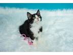 Adopt Gravy a Black & White or Tuxedo Domestic Longhair (long coat) cat in