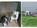 Adopt Lucky a Gray/Blue/Silver/Salt & Pepper Staffordshire Bull Terrier / Mixed