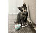 Adopt Noelle a Calico or Dilute Calico Calico (short coat) cat in Bentonville