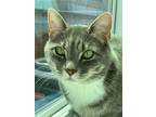Adopt Belle aka Sweetie a Gray, Blue or Silver Tabby Domestic Shorthair / Mixed