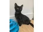 Adopt Tobi23 a All Black Domestic Longhair (long coat) cat in Milwaukee