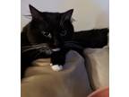 Adopt Jeff a Black & White or Tuxedo Domestic Mediumhair (medium coat) cat in