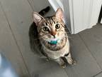 Adopt Mr. Biscuit a Brown Tabby Domestic Shorthair / Mixed (short coat) cat in