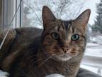 Adopt Atlas a Brown Tabby Tabby / Mixed cat in Merrill, WI (38935426)