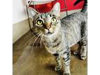 Adopt Snickers a Gray or Blue Domestic Shorthair / Mixed cat in Green Bay
