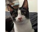 Adopt Jovi a All Black Domestic Shorthair / Mixed cat in Ridgeland