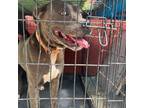Adopt Trinity a Brindle Mixed Breed (Large) / Mixed dog in St.