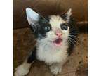 Adopt Salami a Calico or Dilute Calico Domestic Shorthair / Mixed cat in St.