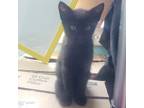 Adopt Ham a All Black American Shorthair / Mixed (short coat) cat in Manvel