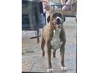 Adopt Karma a Brindle - with White Cane Corso / Mutt / Mixed dog in Fountain