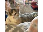 Adopt Izzy a Calico or Dilute Calico Domestic Longhair / Mixed cat in Helotes