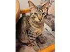 Adopt Optimus Prime a Brown Tabby Domestic Shorthair (short coat) cat in Sioux