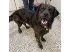 Adopt Titus a Black Mixed Breed (Large) / Mixed dog in Auburn, AL (38935405)