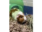 Adopt Chip a White Guinea Pig / Mixed small animal in DeKalb, IL (38935262)