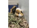 Adopt Dale a White Guinea Pig / Mixed small animal in DeKalb, IL (38935263)
