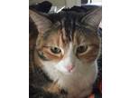 Adopt Talulah a Calico or Dilute Calico Calico / Mixed (medium coat) cat in