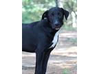 Adopt Pepper a Black Mixed Breed (Medium) / Mixed dog in Portage, WI (38935291)