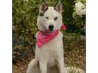 Adopt Shilo a White - with Tan, Yellow or Fawn Siberian Husky / Border Collie /