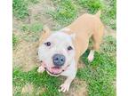 Adopt Erok a White - with Brown or Chocolate Pit Bull Terrier / Mixed dog in